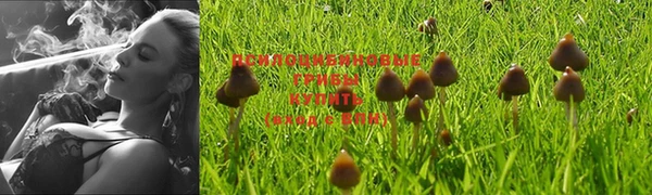PSILOCYBIN Армянск